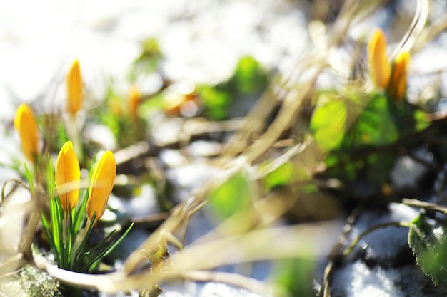 Flores da primavera, raios de sol de snowdrops açafrão branco. Açafrões brancos e amarelos no país na primavera. Flores frescas e alegres floresceram. Os jovens brotam.