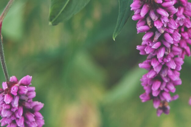 Flores da Primavera rosa sobre um fundo verde suave