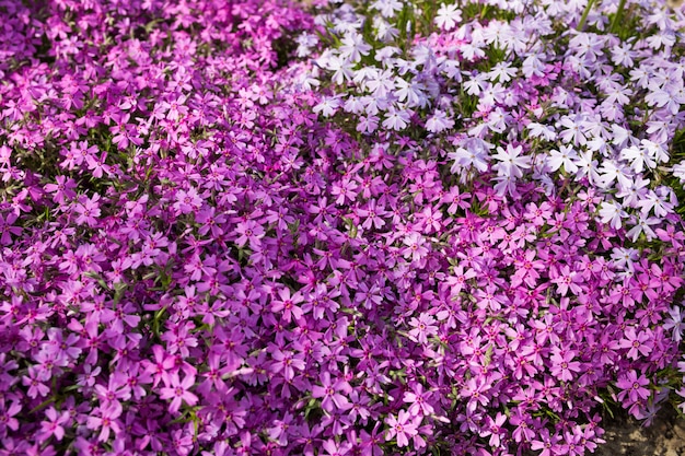 Flores da Primavera roxa