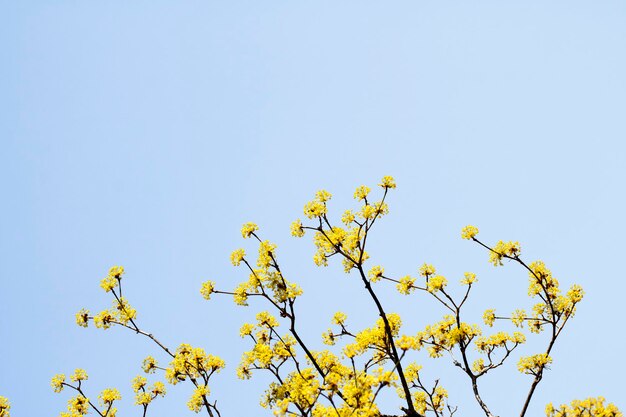 Flores da primavera Sansuyu flores conhecidas como cereja cornlian japonesa