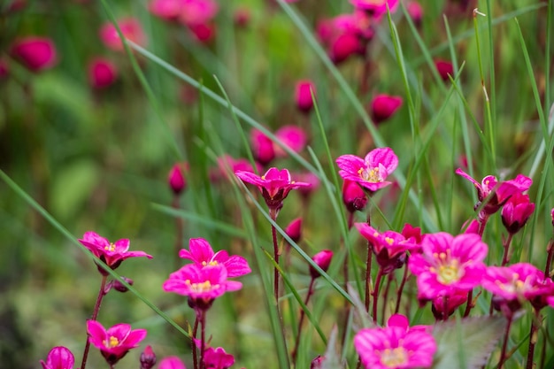 Flores da primavera Saxifraga rosa florescendo Fundo de flores naturais