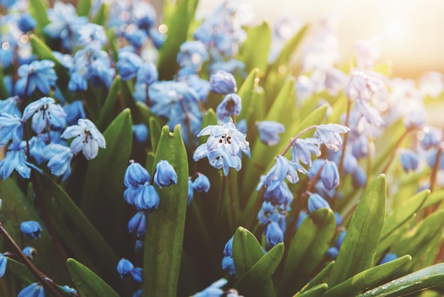 Flores da primavera scilla azul florescendo à luz do sol