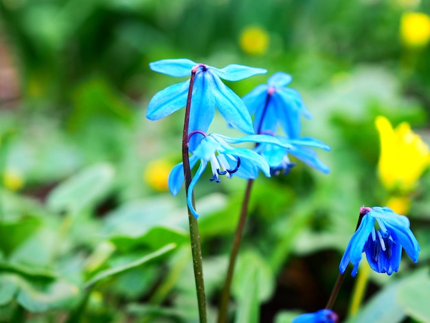 Foto flores da primavera scilla, bluebell, as primeiras flores após o inverno, banner