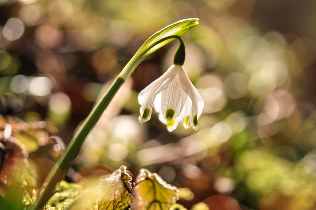 flores da primavera snowdrop