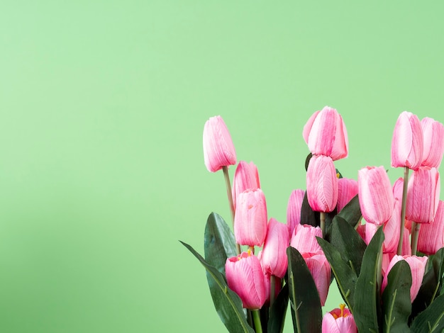 Flores da primavera. Tulipa rosa em fundo verde