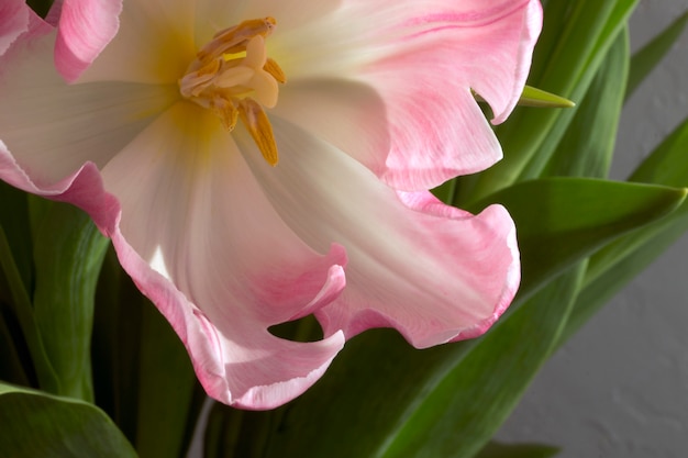 Flores da primavera. Tulipas de florescência rosa close-up.