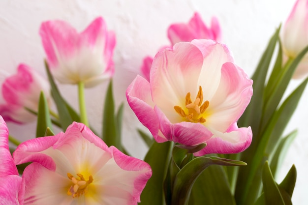 Flores da primavera. Tulipas de florescência rosa close-up.