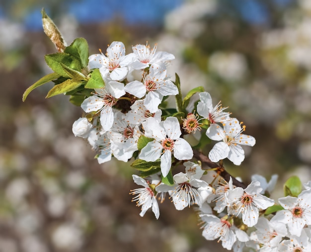 Flores da primavera