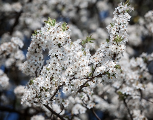 Flores da primavera