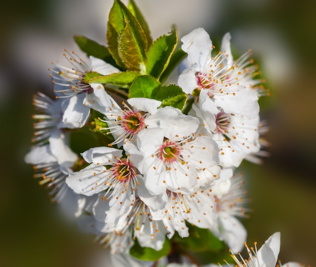 Flores da primavera