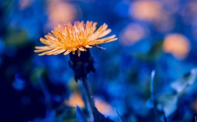 Flores da primavera