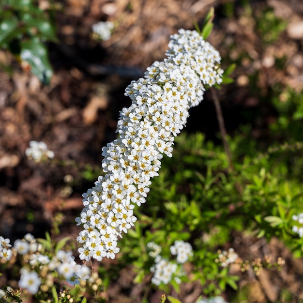 Flores da primavera