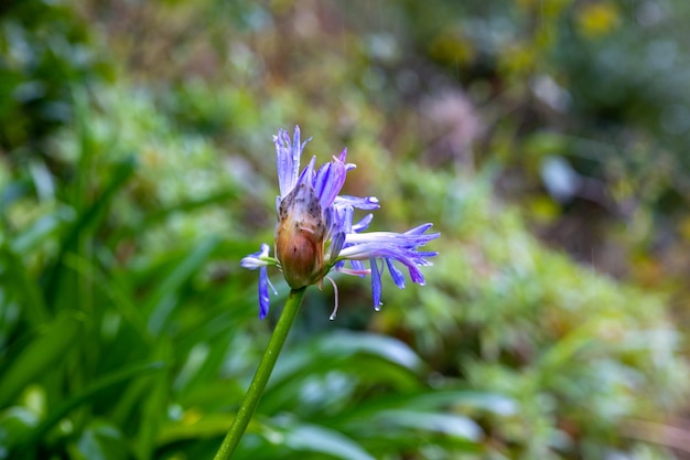 flores da primavera