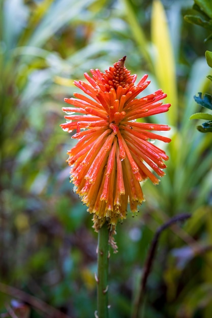 flores da primavera