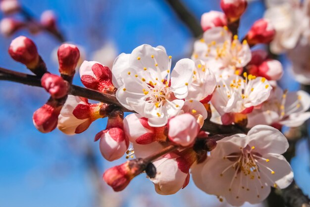 flores da primavera