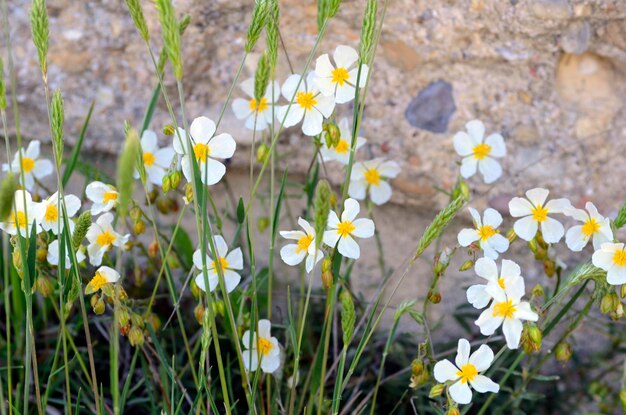 Flores da rosa-de-rocha branca Helianthemum apenninum na primavera