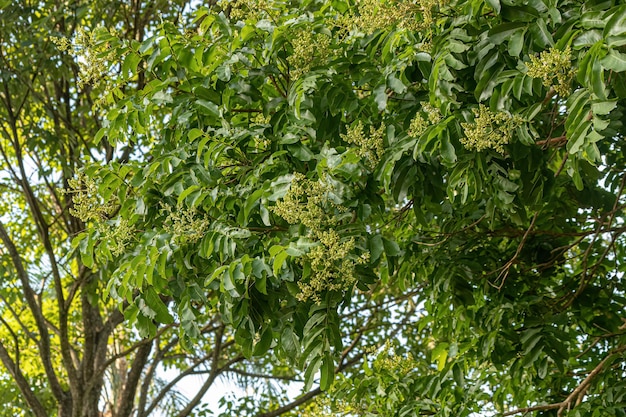 Flores da Árvore de Fava Tonka