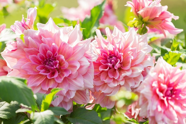 Flores de dahlia en un jardín sobre un fondo verde Flores de verano