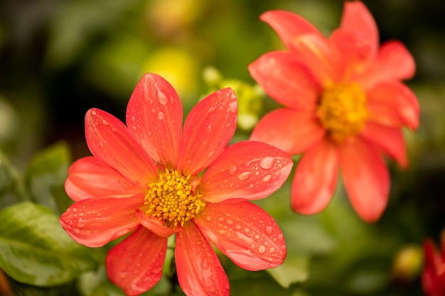 Flores de dalia coloridas con gotitas después de la lluvia