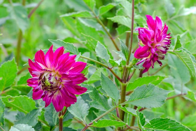 Flores de dalia en el jardín