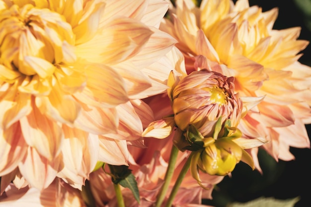 Flores de dalia naranja en otoño Foto de HQ