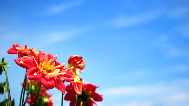 Flores de dalia en primer plano o imágenes macro que tienen un color rojo brillante y un cielo azul claro