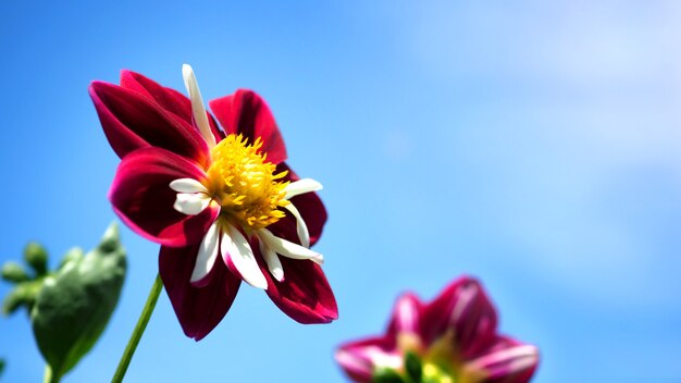 Flores de dalia en primer plano o imágenes macro que tienen un color rojo brillante y un cielo azul claro