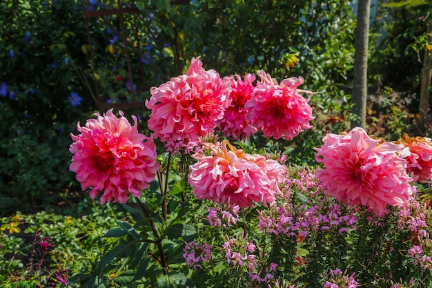 Flores de dalia rosadas en un jardín