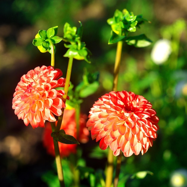 Flores de dalias naranjas y capullos en el jardín en los parterres