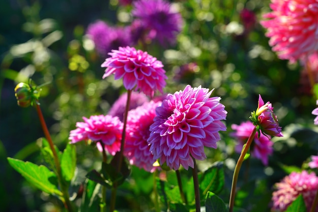 Flores dalias rosas en el jardín en los macizos de flores. Soleado, Luz de fondo