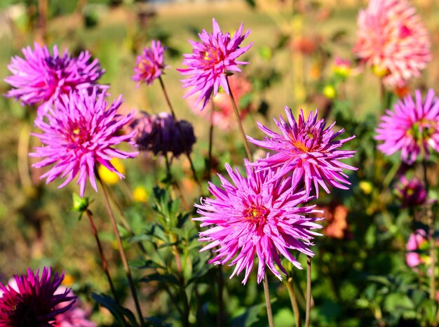 Flores dalias rosas en el jardín en los macizos de flores. Soleado, Luz de fondo