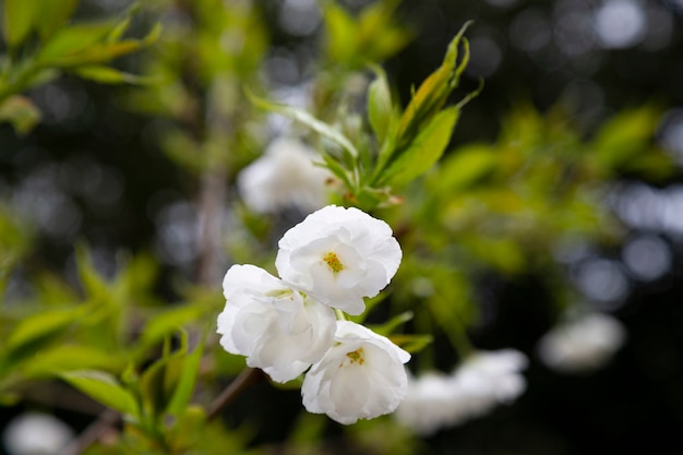 Flores das cerejeiras em flor em um dia de primavera, primavera