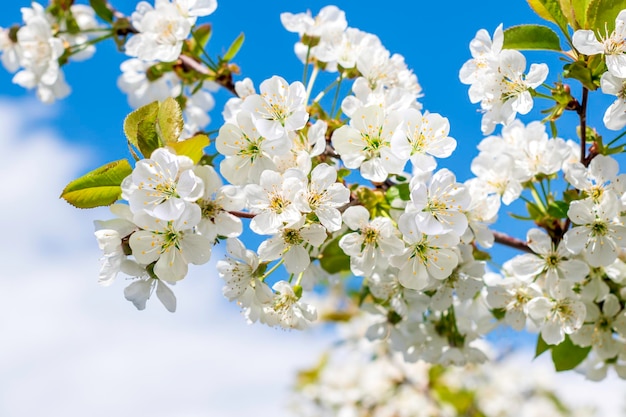 Flores das flores de cerejeira em um dia de primavera