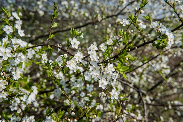 Flores das flores de macieira em um dia de primavera