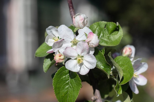 Flores das flores de macieira em um dia de primavera