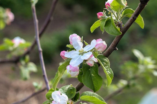 Flores das flores de macieira em um dia de primavera