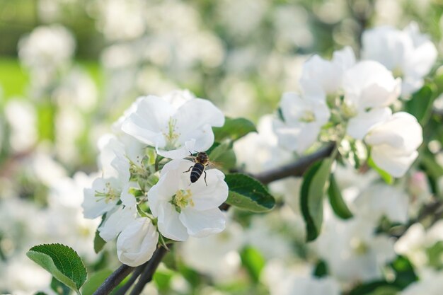 Flores de abelha e macieira