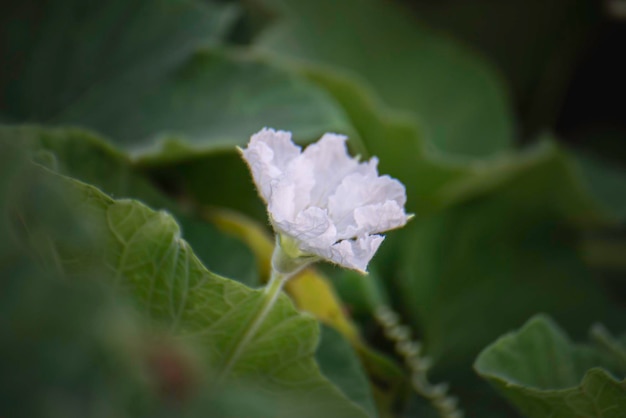 Foto flores de abóbora branca no meu jardim, tailândia.