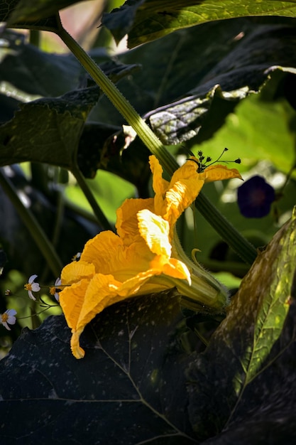 Foto flores de abóbora nativas do méxico