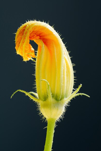 Foto flores de abobrinha em vários graus de divulgação prontas para cozinhar