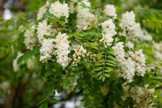 Flores de acácia branca na primavera, fundo floral sazonal natural ao ar livre