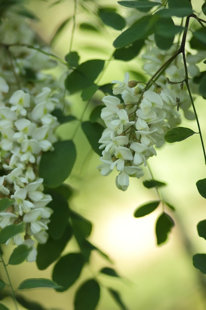 Flores de acácia e folhas fechadas Belas flores de acácia em uma primavera Composição da natureza Ramo de flores brancas de acácia sobre fundo verde