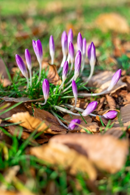 Flores de açafrão durante o início da primavera