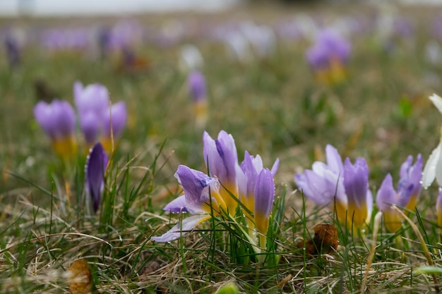 Flores de açafrão em uma clareira de primavera roxo branco