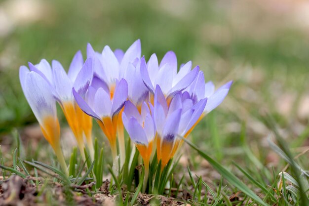 Flores de açafrão na primavera