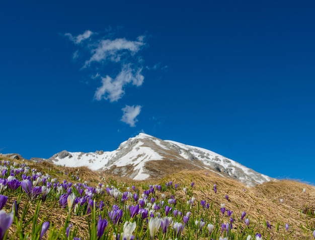 Flores de açafrão nas montanhas