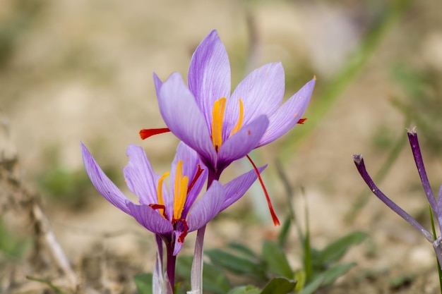 Flores de açafrão no chão Campo delicado de plantas roxas