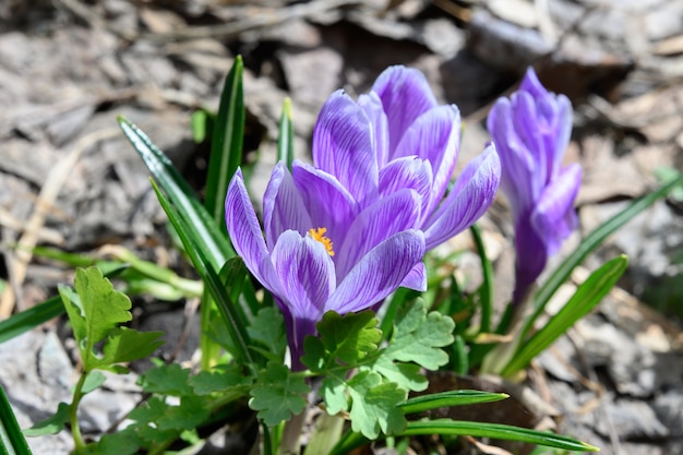 Flores de açafrão primavera Foco seletivo