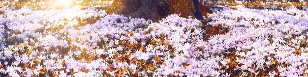 Flores de açafrão roxas desabrochando em um foco suave em um dia ensolarado de primavera