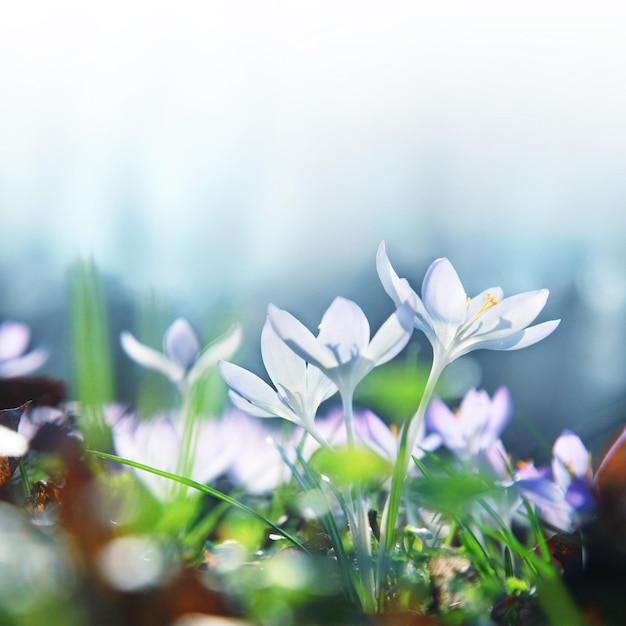 Flores de açafrão roxas desabrochando em um foco suave em um dia ensolarado de primavera